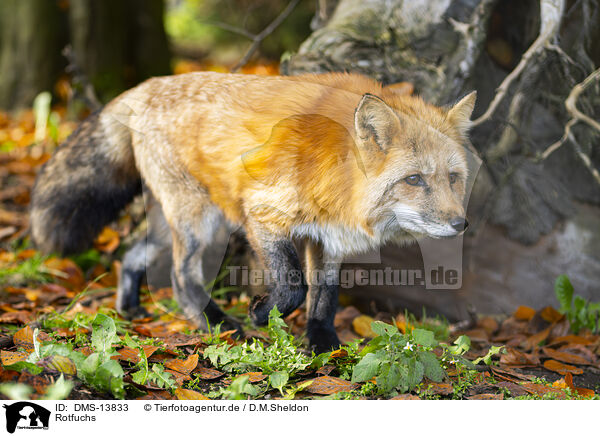 Rotfuchs / red fox / DMS-13833