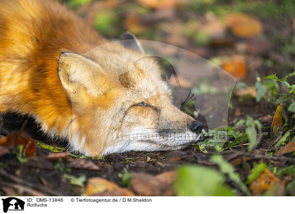 Rotfuchs / red fox / DMS-13846