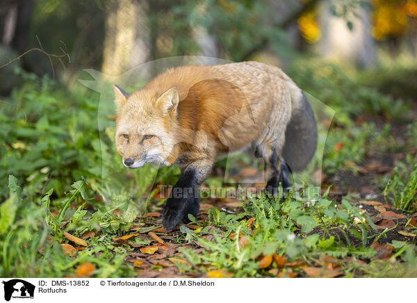 Rotfuchs / red fox / DMS-13852