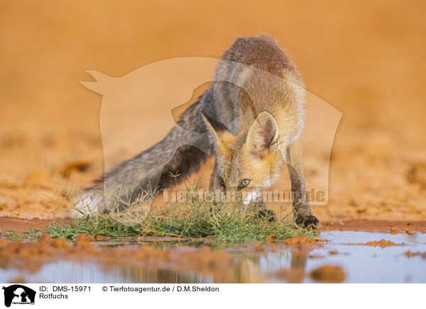 Rotfuchs / DMS-15971
