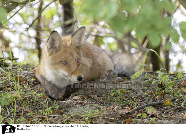 Rotfuchs / red fox / THA-11566