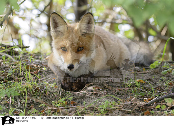 Rotfuchs / red fox / THA-11567