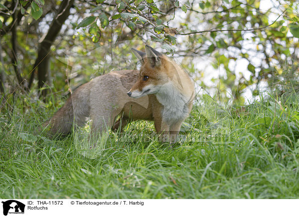 Rotfuchs / red fox / THA-11572