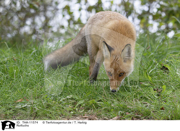 Rotfuchs / red fox / THA-11574