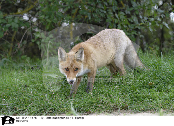 Rotfuchs / red fox / THA-11575