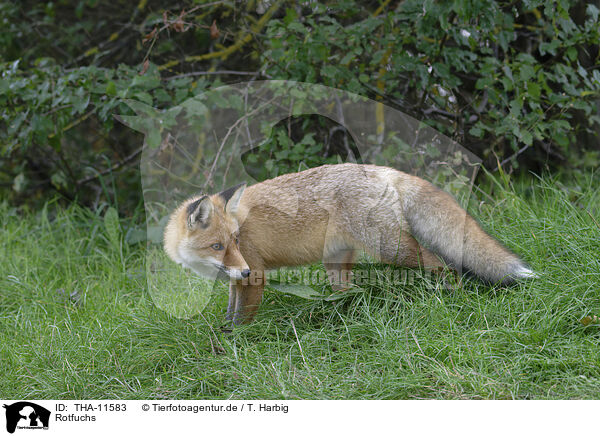 Rotfuchs / red fox / THA-11583