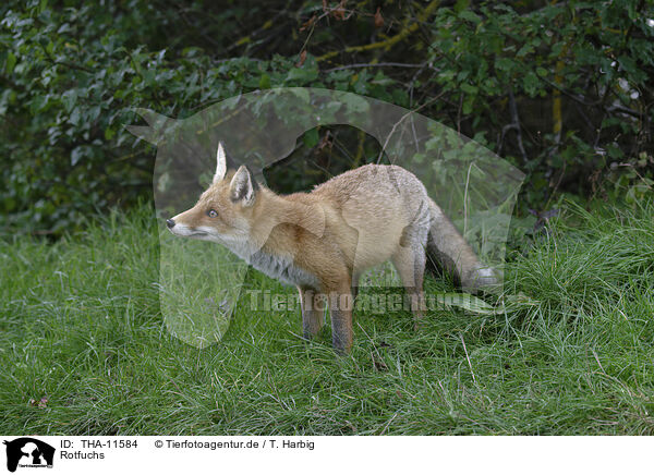 Rotfuchs / red fox / THA-11584