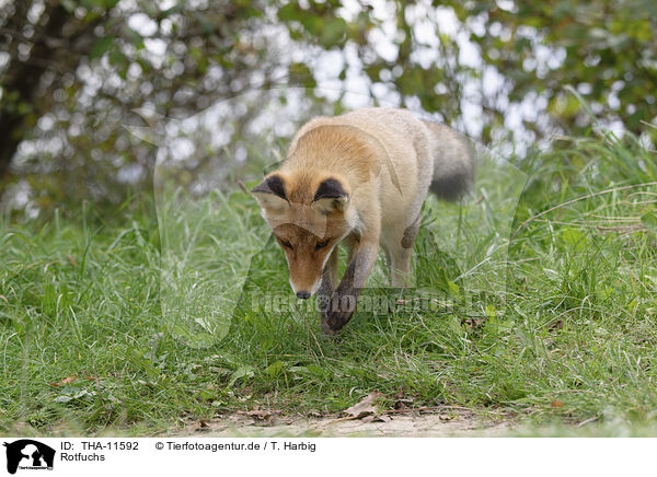 Rotfuchs / red fox / THA-11592