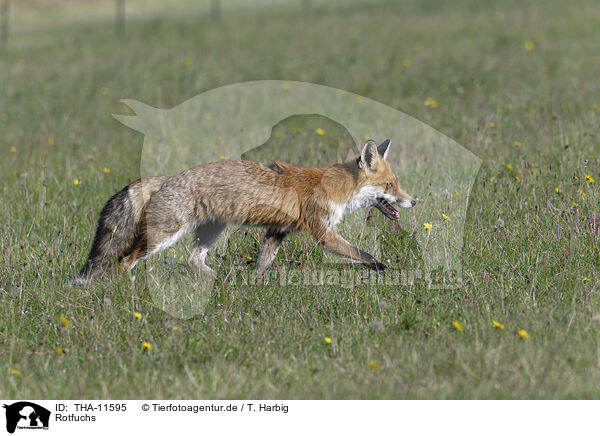 Rotfuchs / red fox / THA-11595