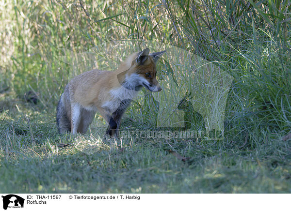 Rotfuchs / red fox / THA-11597
