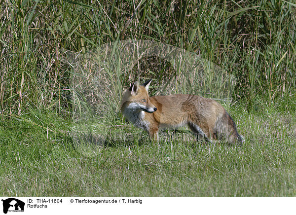 Rotfuchs / red fox / THA-11604