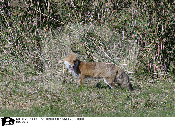 Rotfuchs / red fox / THA-11613