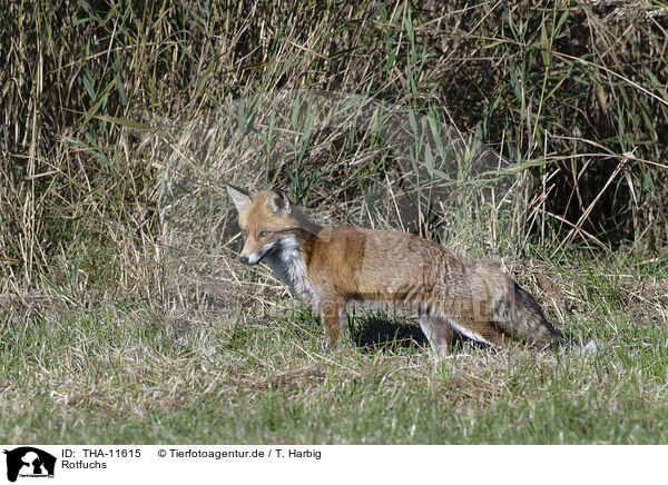 Rotfuchs / red fox / THA-11615