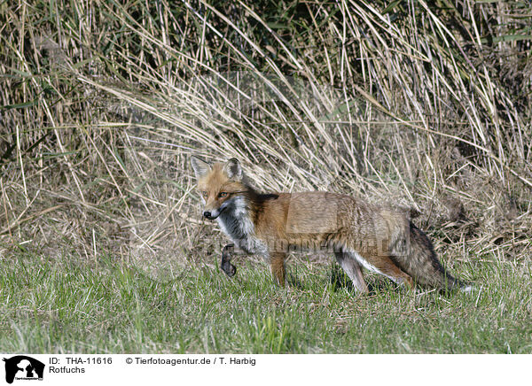 Rotfuchs / red fox / THA-11616