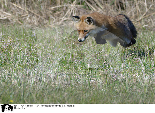 Rotfuchs / red fox / THA-11618