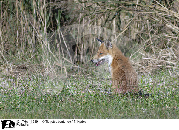Rotfuchs / red fox / THA-11619