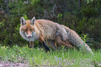 Rotfuchs