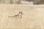 rennender Rotfuchs