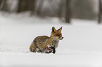 Rotfuchs rennt durch den Schnee