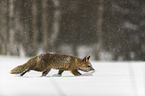 Rotfuchs rennt durch den Schnee