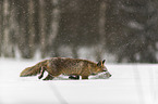 Rotfuchs rennt durch den Schnee