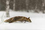 Rotfuchs rennt durch den Schnee
