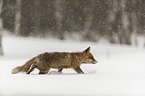 Rotfuchs rennt durch den Schnee