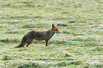 stehender Rotfuchs