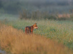 stehender Rotfuchs