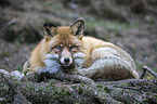 liegender Rotfuchs