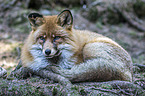 liegender Rotfuchs