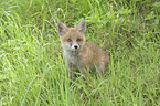 sitzender Rotfuchswelpe