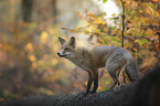 stehender Rotfuchs