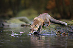 stehender Rotfuchs