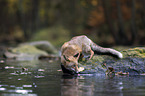 stehender Rotfuchs