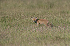 junger Rotfuchs