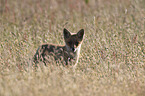 junger Rotfuchs