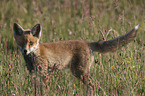 junger Rotfuchs