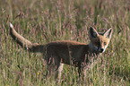 junger Rotfuchs