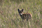 junger Rotfuchs