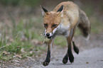rennender Rotfuchs