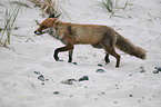 rennender Rotfuchs