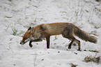 rennender Rotfuchs