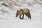 rennender Rotfuchs