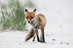 stehender Rotfuchs