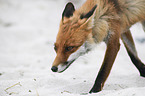 laufender Rotfuchs