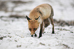 laufender Rotfuchs