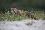 laufender Rotfuchs