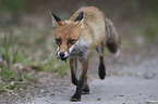 rennender Rotfuchs