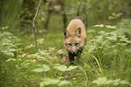Rotfuchs